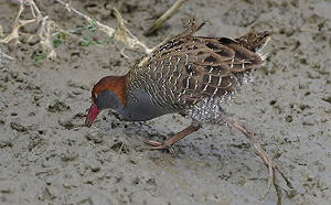保育鳥類齊現身！學甲溼地豐富鳥況等你來欣賞