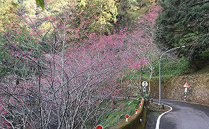 春假就是要賞櫻！八仙山櫻花綻放宛如仙境