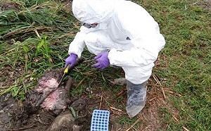 花蓮又見棄死豬！今出動怪手開挖送驗