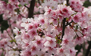 開車旅客看過來！陽明山花季明開跑 交管措施報你知