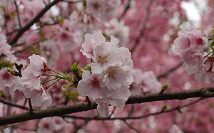 搭公車去賞花！陽明山花季交通攻略看這裡