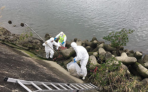 虛驚一場！社子島豬隻浮屍確診未感染非洲豬瘟