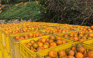 打破網路謠言！防檢局抽驗柑橘農藥殘留合格率達97.1%