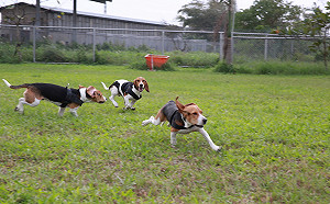 汪星人大變身！「護國神犬」受訓考核期長達8個月