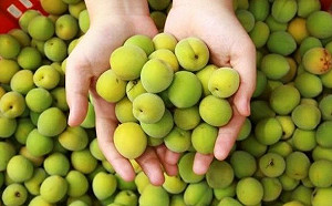 春天採梅去！到高雄旗山體驗一日果農好愜意