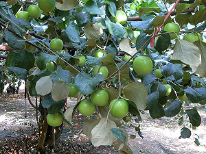 都在搞什麼? 台農發兩年虧損近資本1/3 曾宗銘: 都花在人事費上了