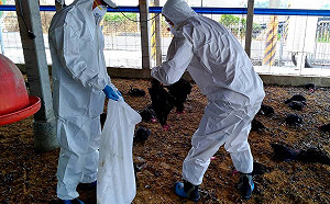 確診禽流感！屏東鹽埔雞場撲殺31424隻土雞