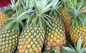 暖冬導致嘉義鳳梨崩盤？農糧署澄清：剛採收偏酸價格低