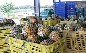 金鑽鳳梨三月外銷破萬噸！農委會率先成立鳳梨外銷平台確保品質
