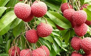 暖冬農損再創新高！數字累積高達3.5億荔枝損失最慘重