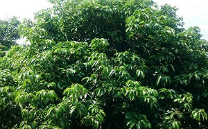 暖冬農損近兩億！農委會3/4開放農民現金救助申請