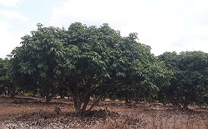 乾旱農損蔬果價格會飆高？農糧署：小區域受災不會影響市場