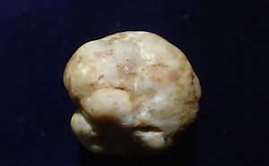 世界新種！林試所首度發表台灣原生白松露「深脈松露」