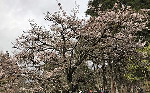 春天去賞櫻！阿里山櫻王3/10有望全數盛開