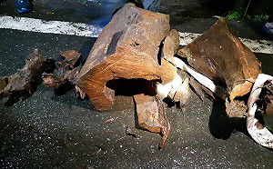 宜蘭明池台灣肖楠被砍了！警方逮捕3名山老鼠