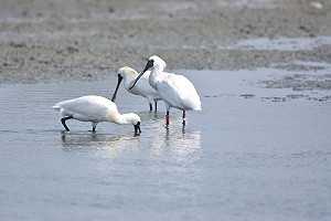(影)保育大躍進！農委會完成全球第一黑面琵鷺基因組定序