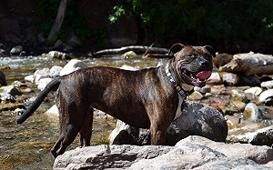 養猛犬不能打！「三招」助你馴服不害怕