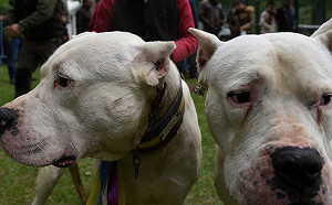 遇上這些狗要注意！農委會公吿「6種猛犬」一次看