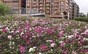 情人節來這裡曬恩愛！「台北杜鵑花季」好逛又好拍