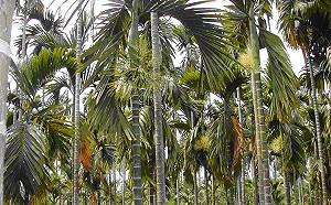 不要再吃啦！農糧署推「檳榔廢園」轉種優良農作物