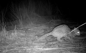 拍到了！卓蘭公園見石虎蹤影 13台紅外線自動相機全紀錄