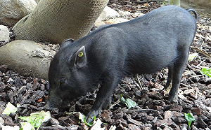 蘭嶼豬寶寶食慾大！帶刺仙人掌照樣吃光光