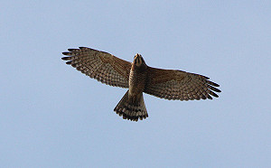 想賞鷹來這裡！灰面鵟鷹飛越八卦山超壯觀