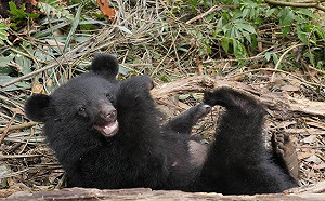 為捧貓熊台灣保育類動物遭貶！台灣黑熊協會PO文發聲