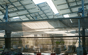 要求農民裝設光電板20年內需養雞豬？農委會這樣說