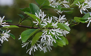 響應國際森林日！林務局3/21送「這兩種」苗木