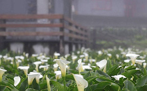 搭公車去賞花！竹子湖海芋季公車資訊報你知