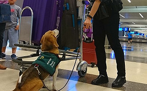 緬甸籍旅客出手攻擊檢疫犬！防檢局怒提告