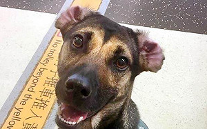 認真執勤卻被攻擊！檢疫犬Susie有話要說