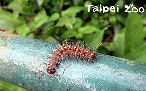 春天到蟲蟲大軍出沒！毛毛蟲總是掛在半空中原因曝光