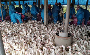 全球首例 俄羅斯通報世衛H5N8傳染人類 7人發病