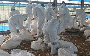 禽流感已達11例！雲林雞場撲殺銷毀18546隻雞