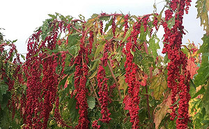 營養價值高又漂亮！全台第一個台灣藜品種完成命名