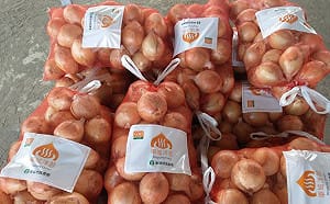 暖冬影響恆春洋蔥長不大！農會拍胸口保證：小球風味也絕佳