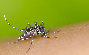 第4例日本腦炎高雄現蹤！60歲翁意識混亂送加護病房