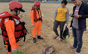 悲！今年綠蠵龜死亡達27件 專家曝死亡原因