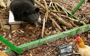 量體重也要跟！南安小熊與牠的「熊麻雞」近況曝光