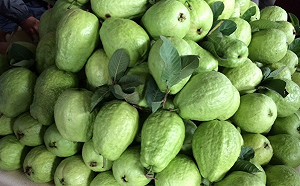 韓國瑜高喊外銷芭樂均價卻直直落 網友分析農業養套殺真相