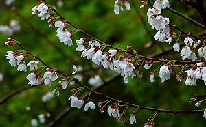 春天就是要賞花！國家森林遊樂區超美花海大公開