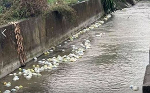 找到了！芭樂倒美濃水圳 高雄盤商：次級品沒賣完