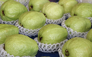 加工出口奏效！芭樂批發均價提前回穩了