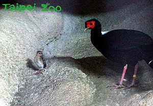 藍腹鷴寶寶慶滿月！北市動物園新亮點