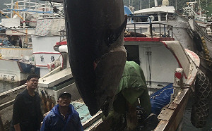 全台第一鮪拍出了！2餐廳業者以147萬元共同標得