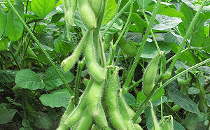 台灣綠金當之無愧！國產毛豆外銷達24.5億元創28年新高