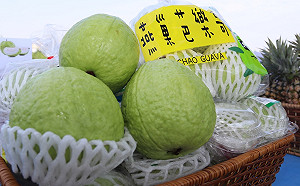 組促銷平台穩定產銷！陳吉仲：芭樂一週內可突破每公斤20元