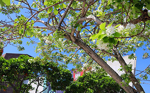 季節限定！八里左岸飄四月雪 雪白流蘇美翻了